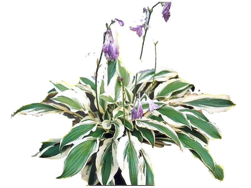 hosta20003.jpg